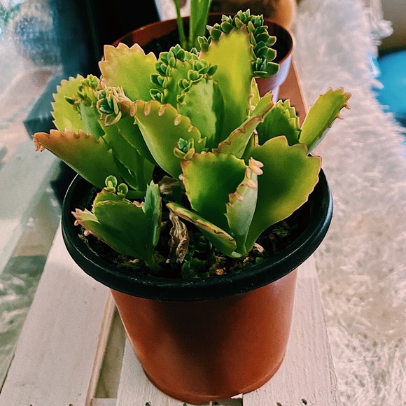 3 Baby Mother of a Thousand Cutting - Picture 2 of 5